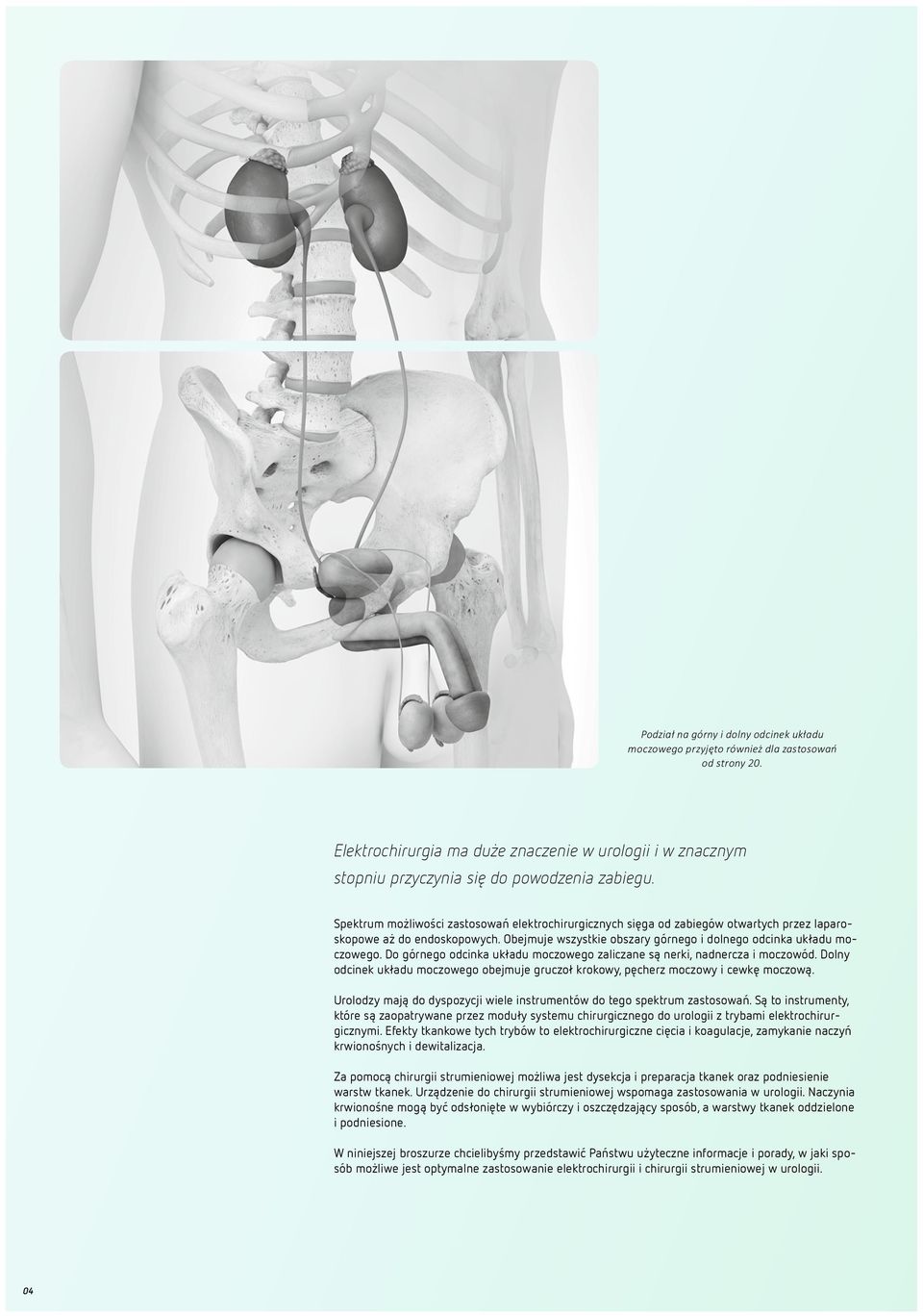 Do górnego odcinka układu moczowego zaliczane są nerki, nadnercza i moczowód. Dolny odcinek układu moczowego obejmuje gruczoł krokowy, pęcherz moczowy i cewkę moczową.