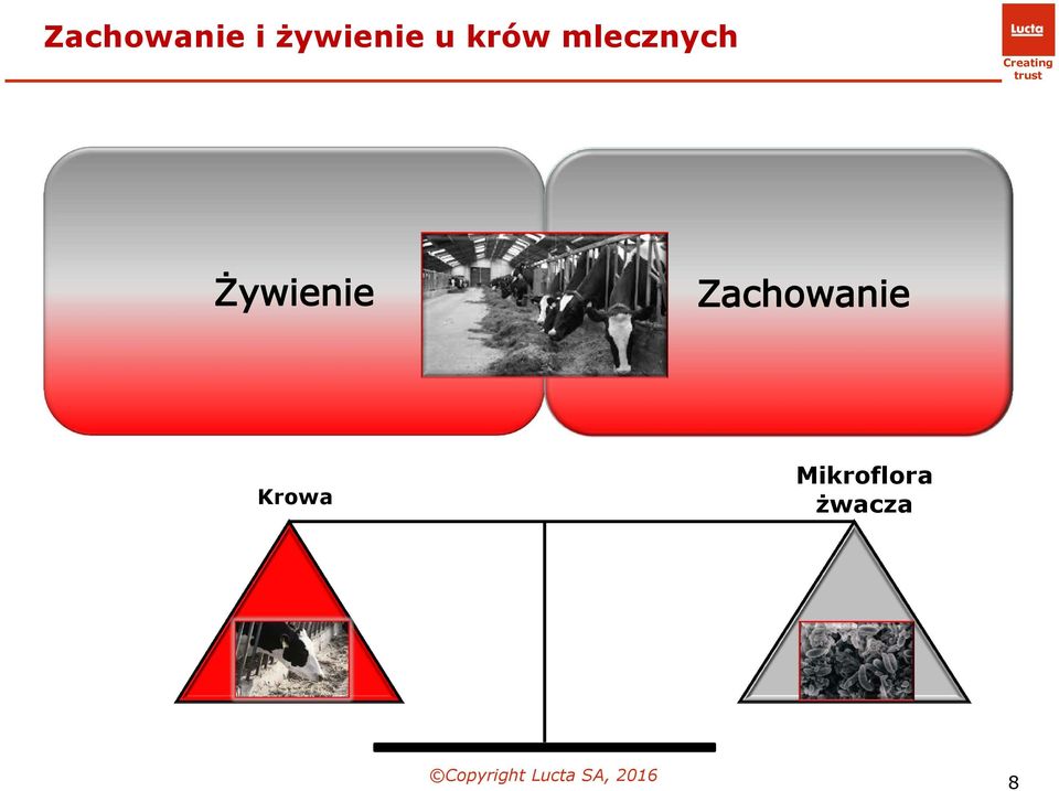 mlecznych Krowa