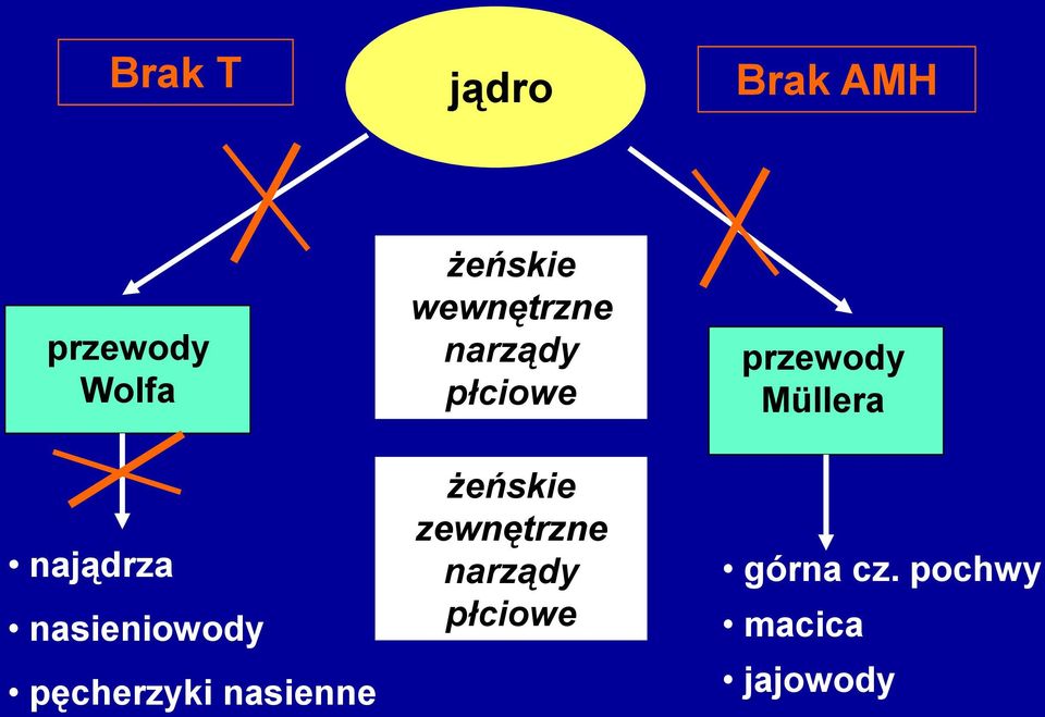 wewnętrzne narządy płciowe żeńskie zewnętrzne