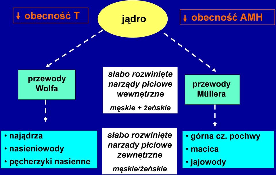 najądrza nasieniowody pęcherzyki nasienne słabo rozwinięte