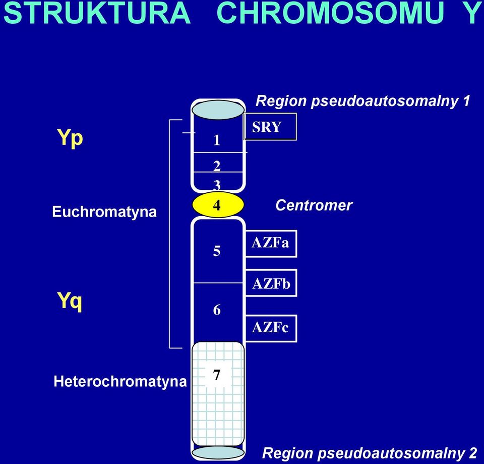 pseudoautosomalny 1 SRY Centromer AZFa