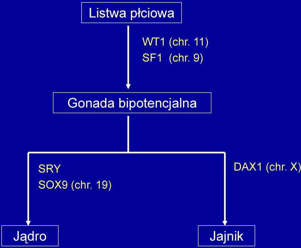 9) Gonada bipotencjalna