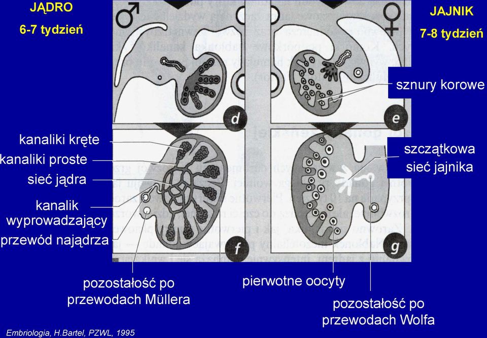 wyprowadzający przewód najądrza pozostałość po przewodach Müllera