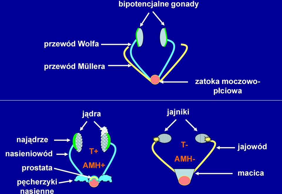 jądra jajniki najądrze nasieniowód