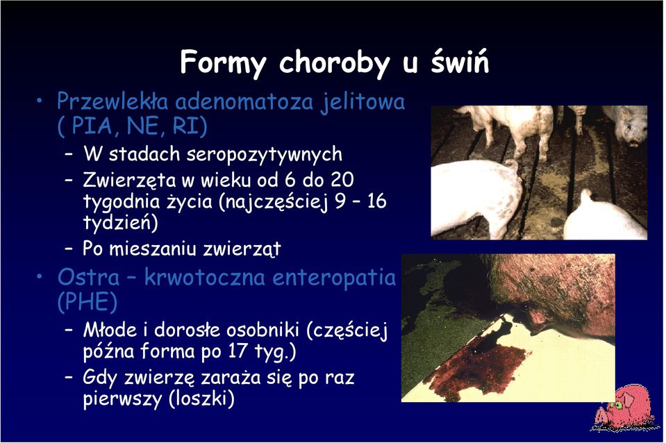 tydzień) Po mieszaniu zwierząt Ostra krwotoczna enteropatia (PHE) Młode i dorosłe