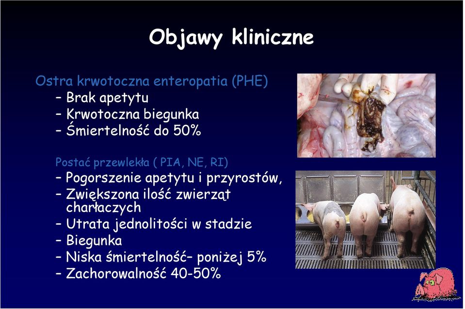 PIA, NE, RI) Pogorszenie apetytu i przyrostów, Zwiększona ilość zwierząt