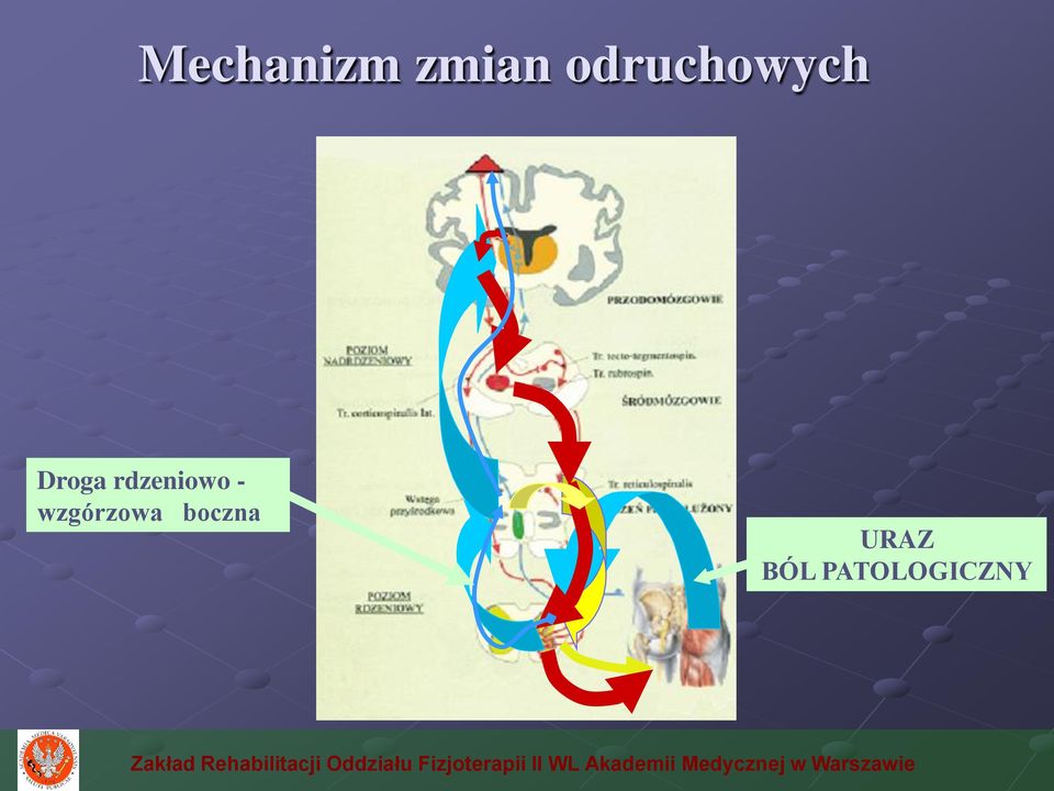rdzeniowo -