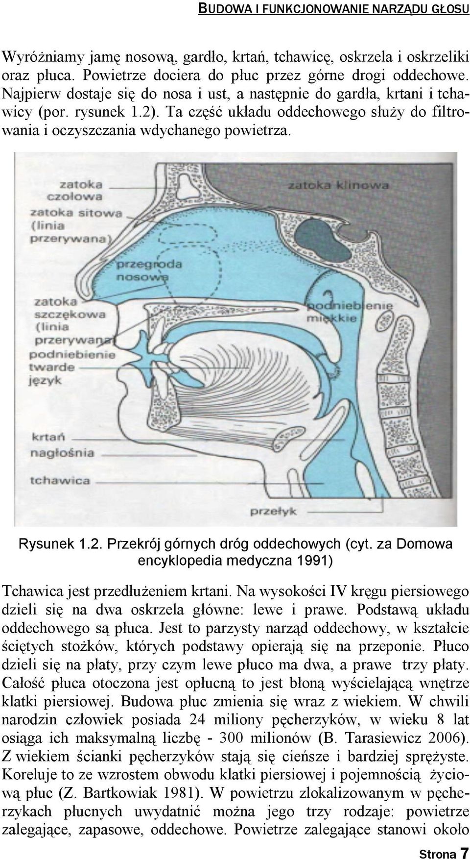 za Domowa encyklopedia medyczna 1991) Tchawica jest przedłużeniem krtani. Na wysokości IV kręgu piersiowego dzieli się na dwa oskrzela główne: lewe i prawe. Podstawą układu oddechowego są płuca.