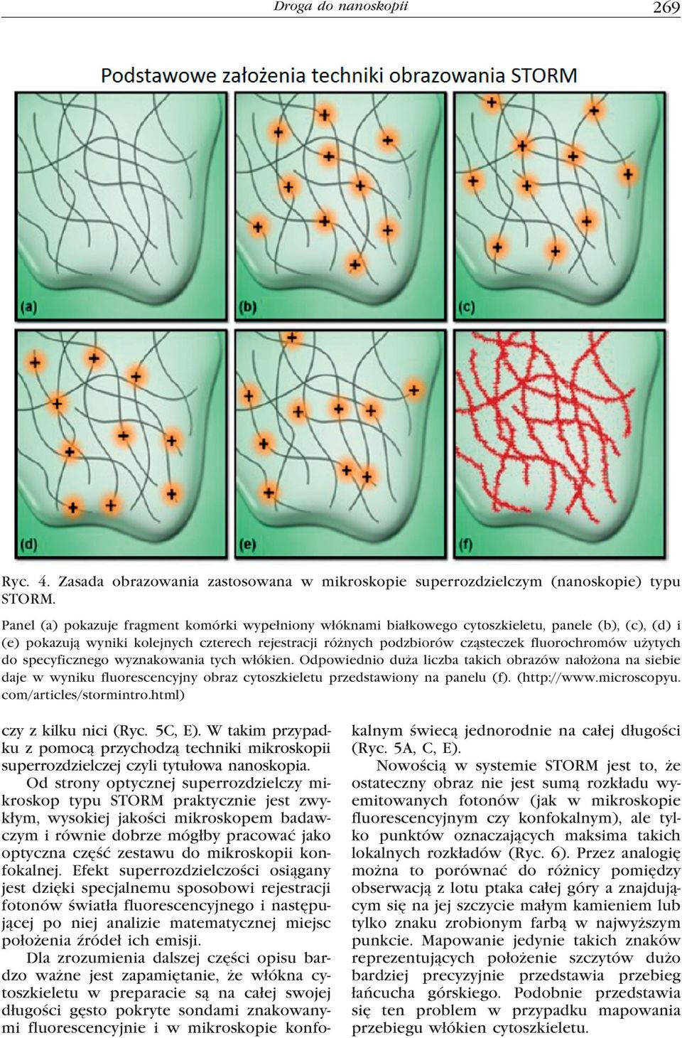 użytych do specyficznego wyznakowania tych włókien. Odpowiednio duża liczba takich obrazów nałożona na siebie daje w wyniku fluorescencyjny obraz cytoszkieletu przedstawiony na panelu (f).
