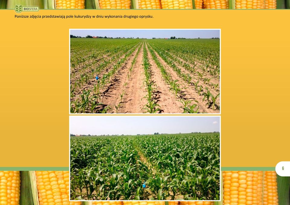 kukurydzy w dniu