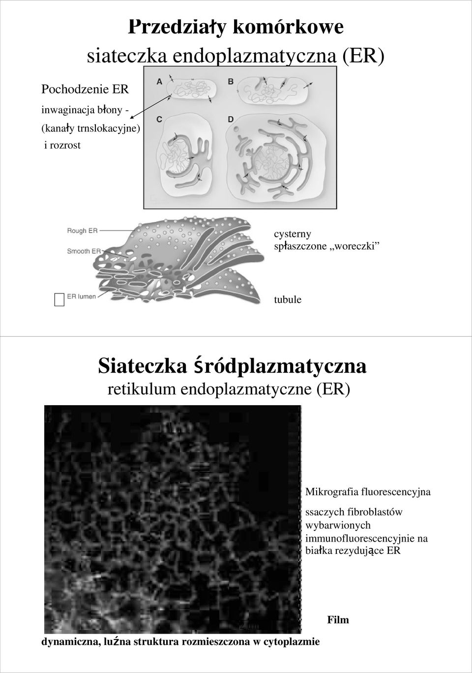retikulum endoplazmatyczne (ER) Mikrografia fluorescencyjna ssaczych fibroblastów wybarwionych