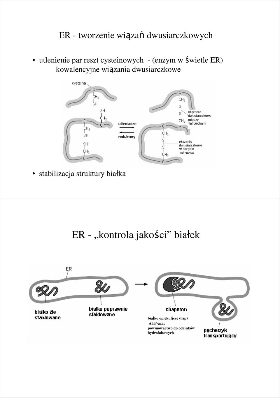 dwusiarczkowe stabilizacja struktury białka ER - kontrola jakości