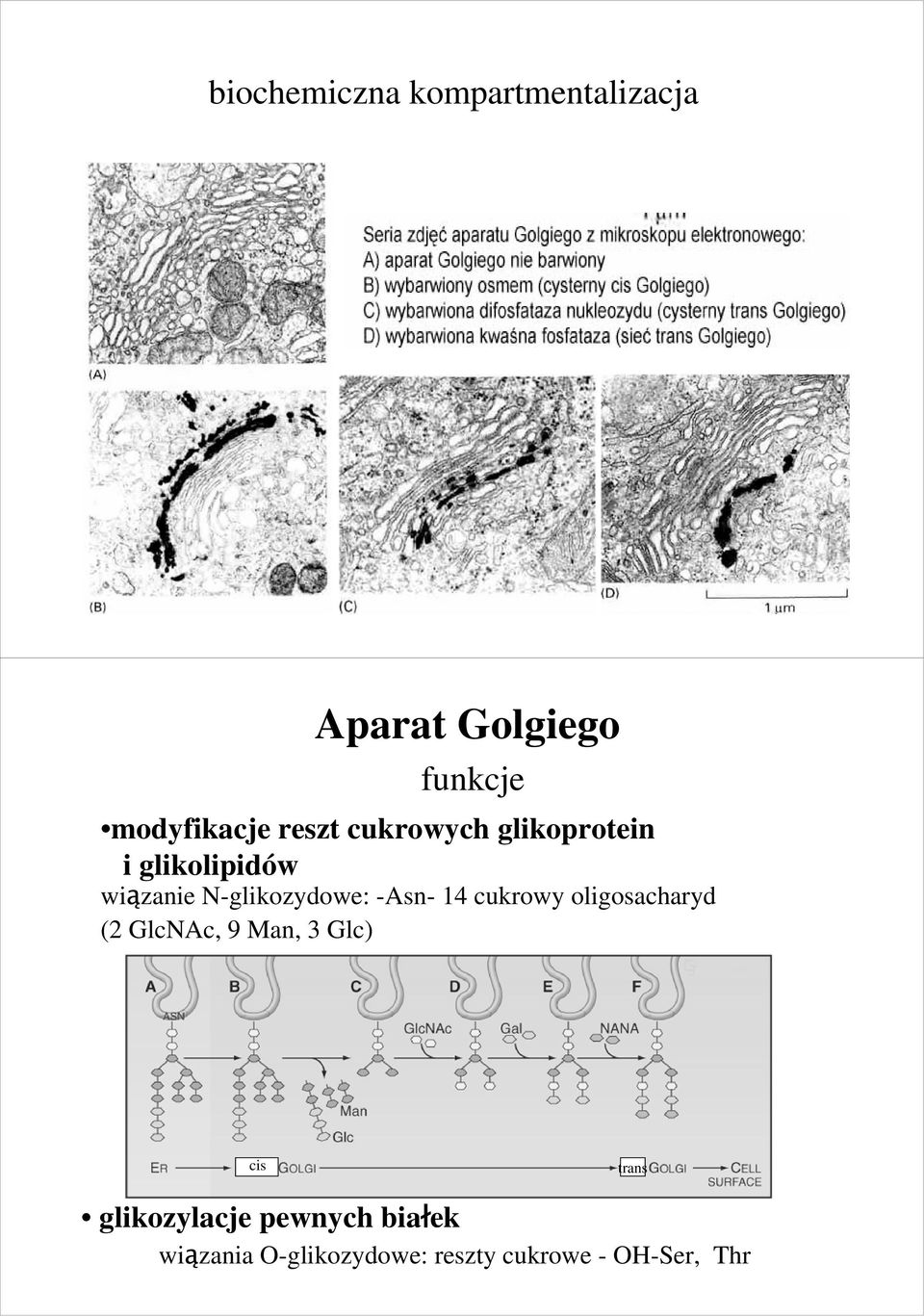 -Asn- 14 cukrowy oligosacharyd (2 GlcNAc, 9 Man, 3 Glc) cis trans