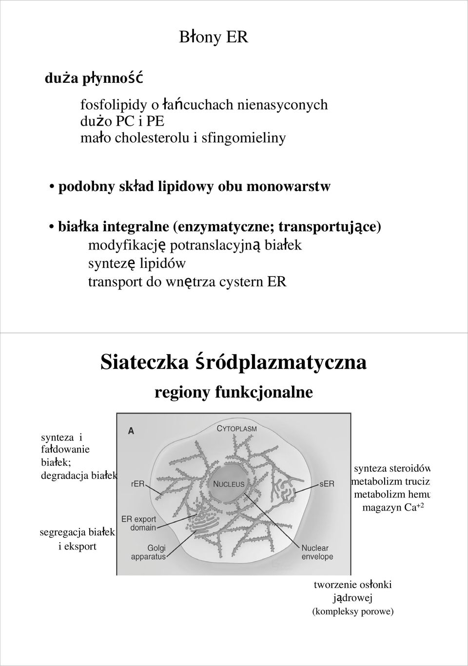 transport do wnętrza cystern ER Siateczka śródplazmatyczna regiony funkcjonalne synteza i fałdowanie białek; degradacja białek