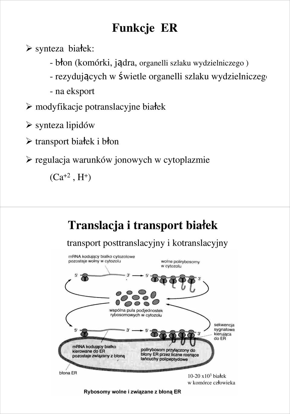 lipidów transport białek i błon regulacja warunków jonowych w cytoplazmie (Ca +2, H + ) Translacja