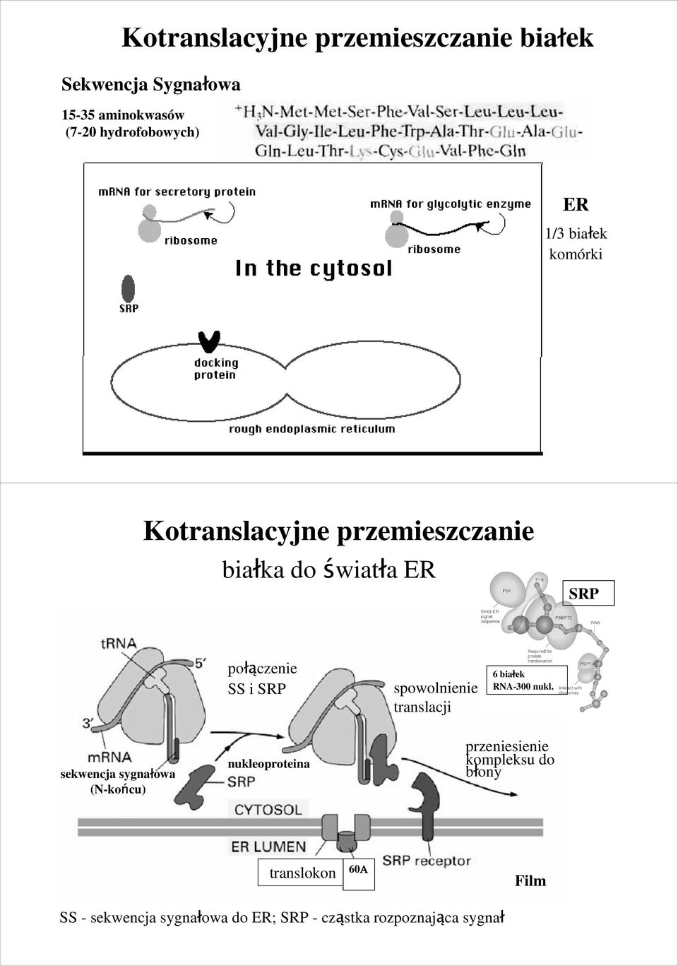 spowolnienie translacji 6 białek RNA-300 nukl.