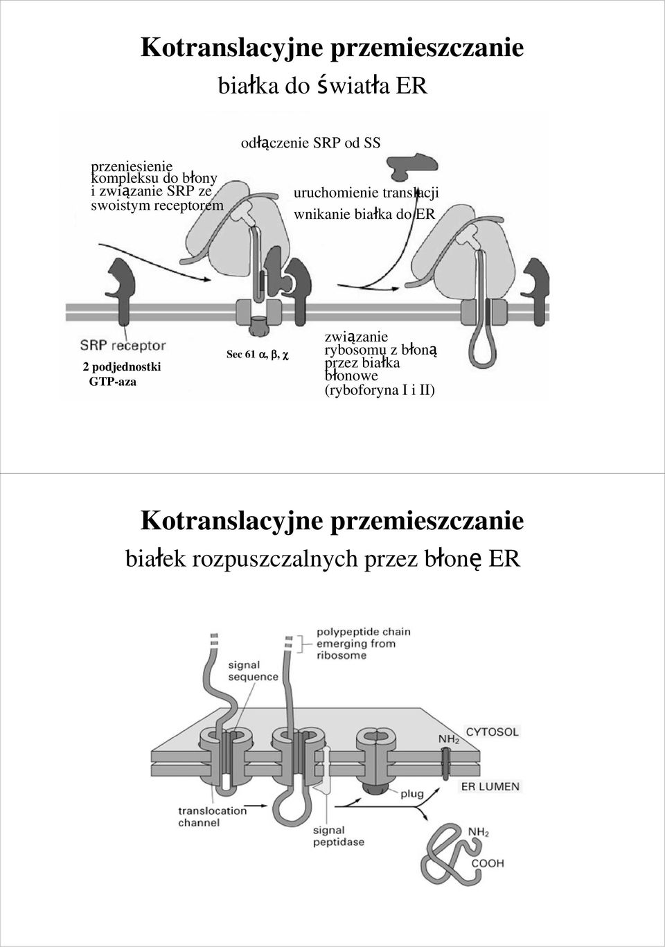 białka do ER 2 podjednostki GTP-aza Sec 61 α, β, χ związanie rybosomu z błoną przez białka