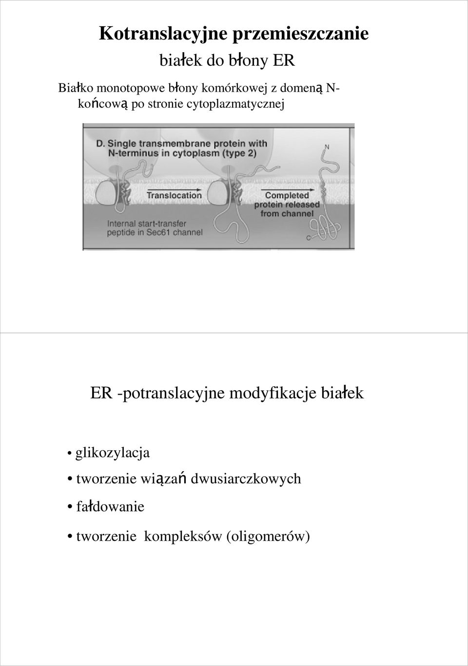 cytoplazmatycznej ER -potranslacyjne modyfikacje białek