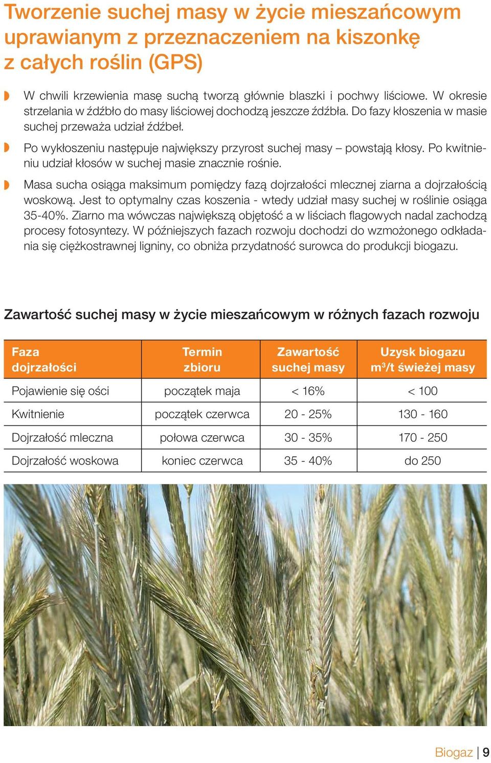 Po wykłoszeniu następuje największy przyrost suchej masy powstają kłosy. Po kwitnieniu udział kłosów w suchej masie znacznie rośnie.