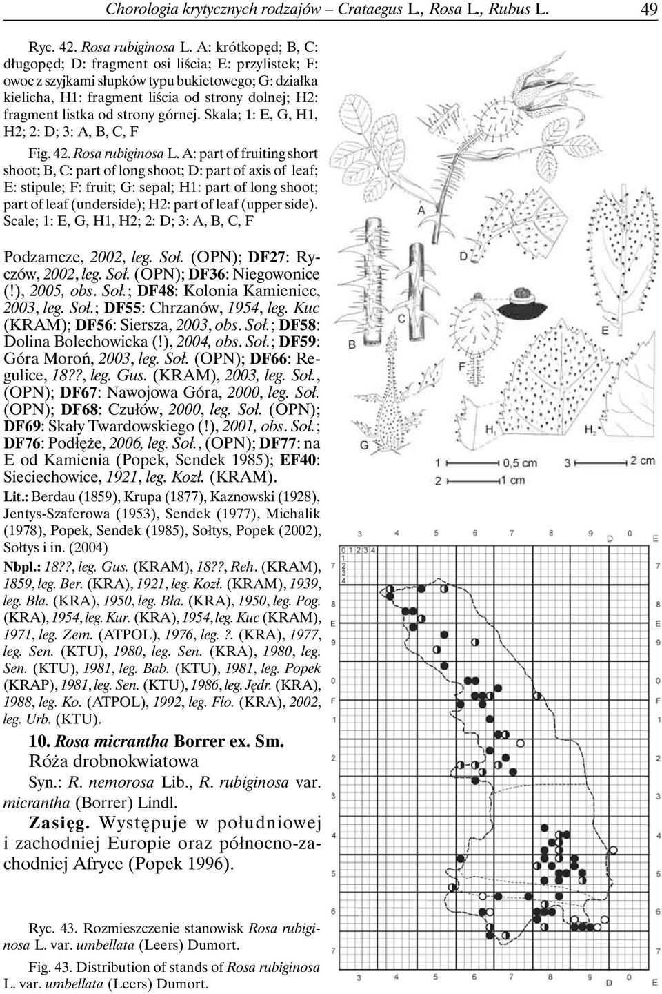 strony górnej. Skala; 1: E, G, H1, H2; 2: D; 3: A, B, C, F Fig. 42. Rosa rubiginosa L.