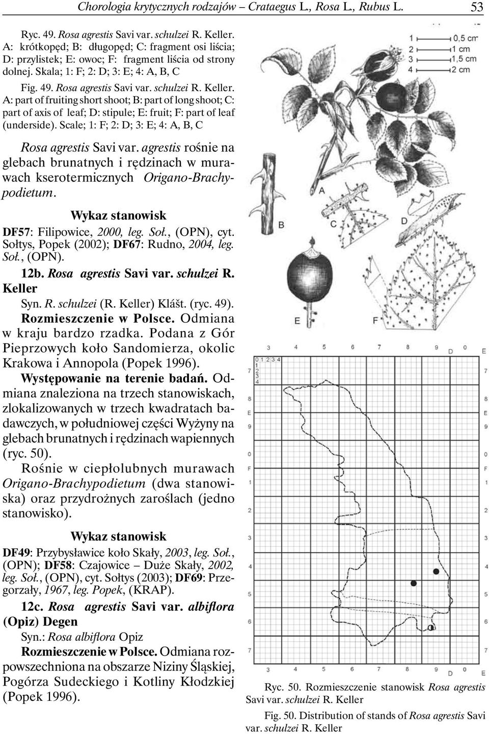 A: part of fruiting short shoot; B: part of long shoot; C: part of axis of leaf; D: stipule; E: fruit; F: part of leaf (underside). Scale; 1: F; 2: D; 3: E; 4: A, B, C Rosa agrestis Savi var.