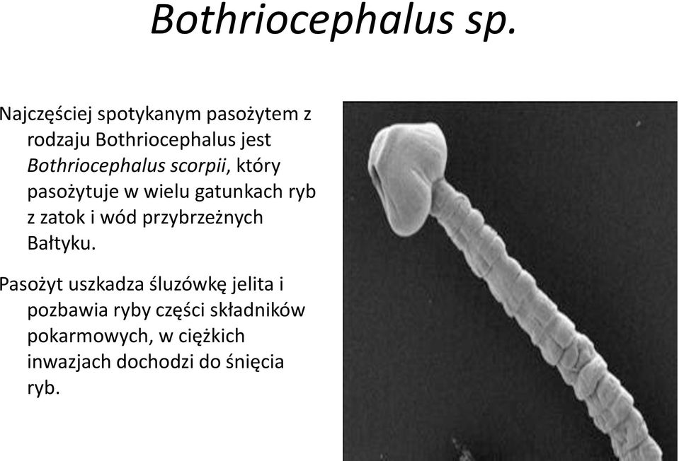 Bothriocephalus scorpii, który pasożytuje w wielu gatunkach ryb z zatok i wód