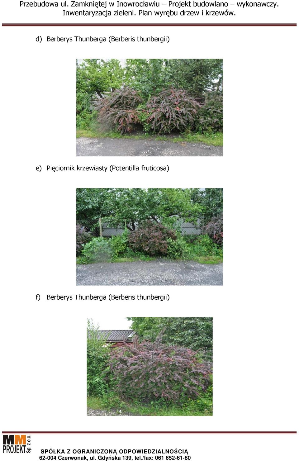 krzewiasty (Potentilla fruticosa)