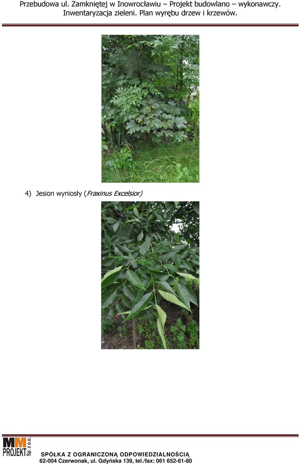 (Fraxinus