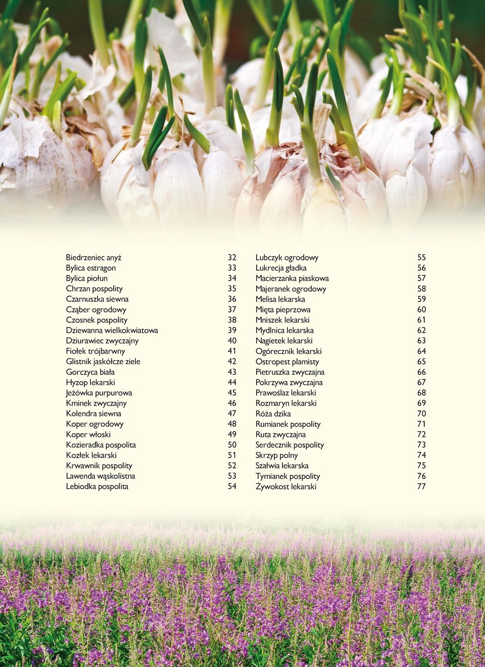 Kozłek lekarski 51 Krwawnik pospolity 52 Lawenda wąskolistna 53 Lebiodka pospolita 54 Lubczyk ogrodowy 55 Lukrecja gładka 56 Macierzanka piaskowa 57 Majeranek ogrodowy 58 Melisa lekarska 59 Mięta