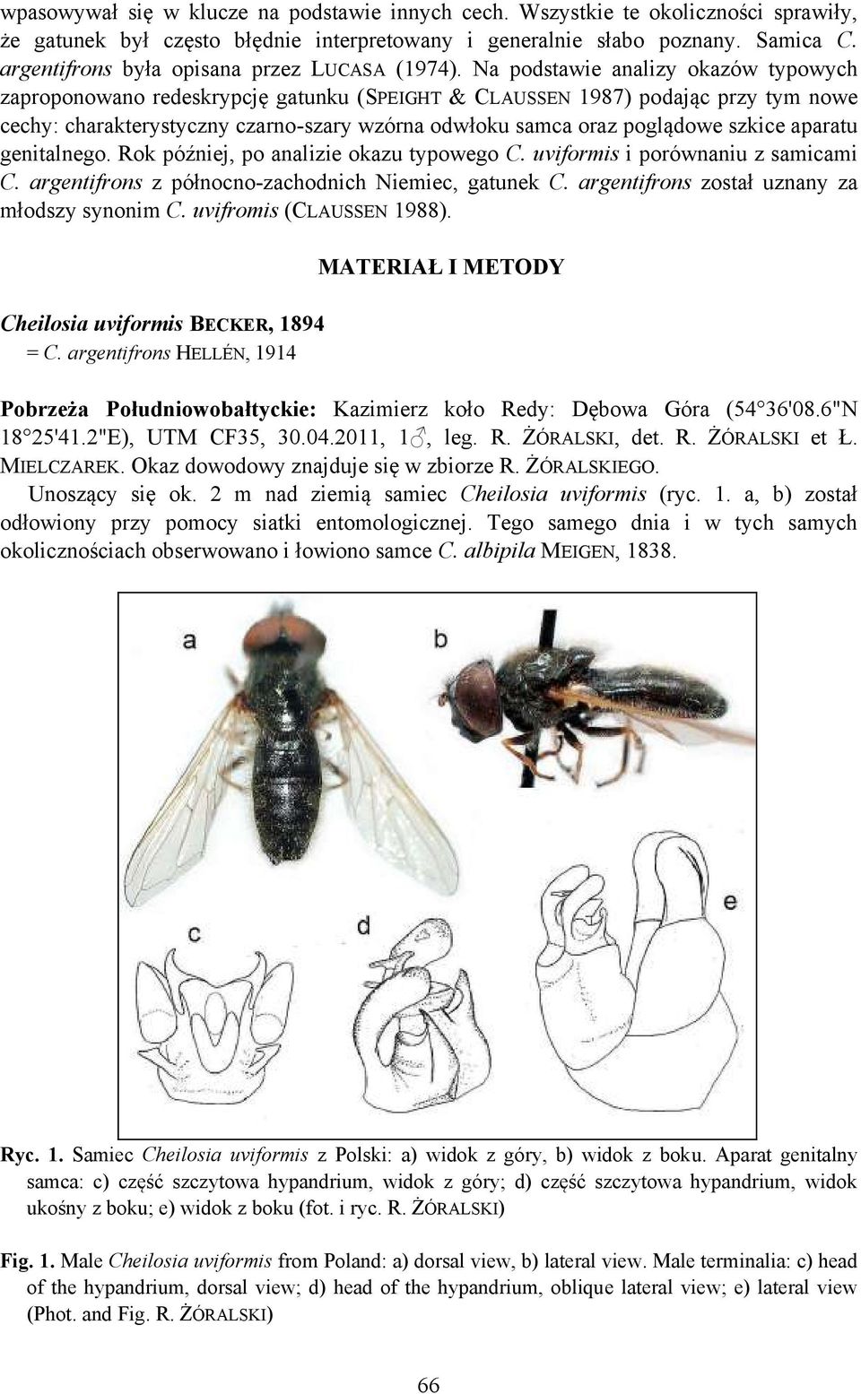 Na podstawie analizy okazów typowych zaproponowano redeskrypcję gatunku (SPEIGHT & CLAUSSEN 1987) podając przy tym nowe cechy: charakterystyczny czarno-szary wzórna odwłoku samca oraz poglądowe