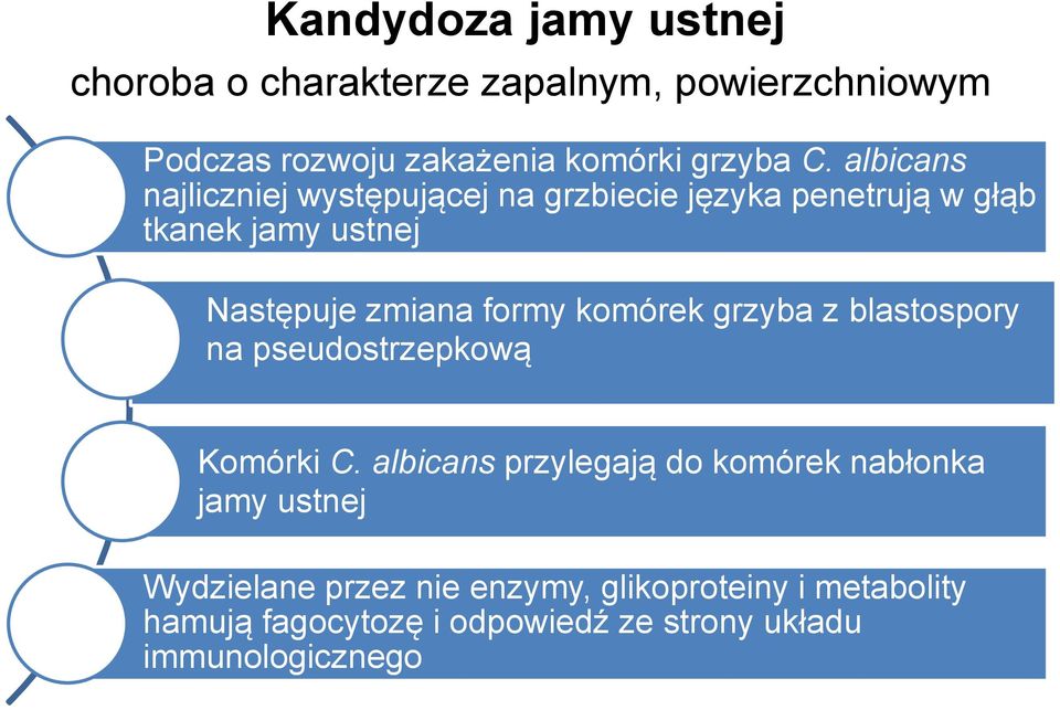 komórek grzyba z blastospory na pseudostrzepkową Komórki C.