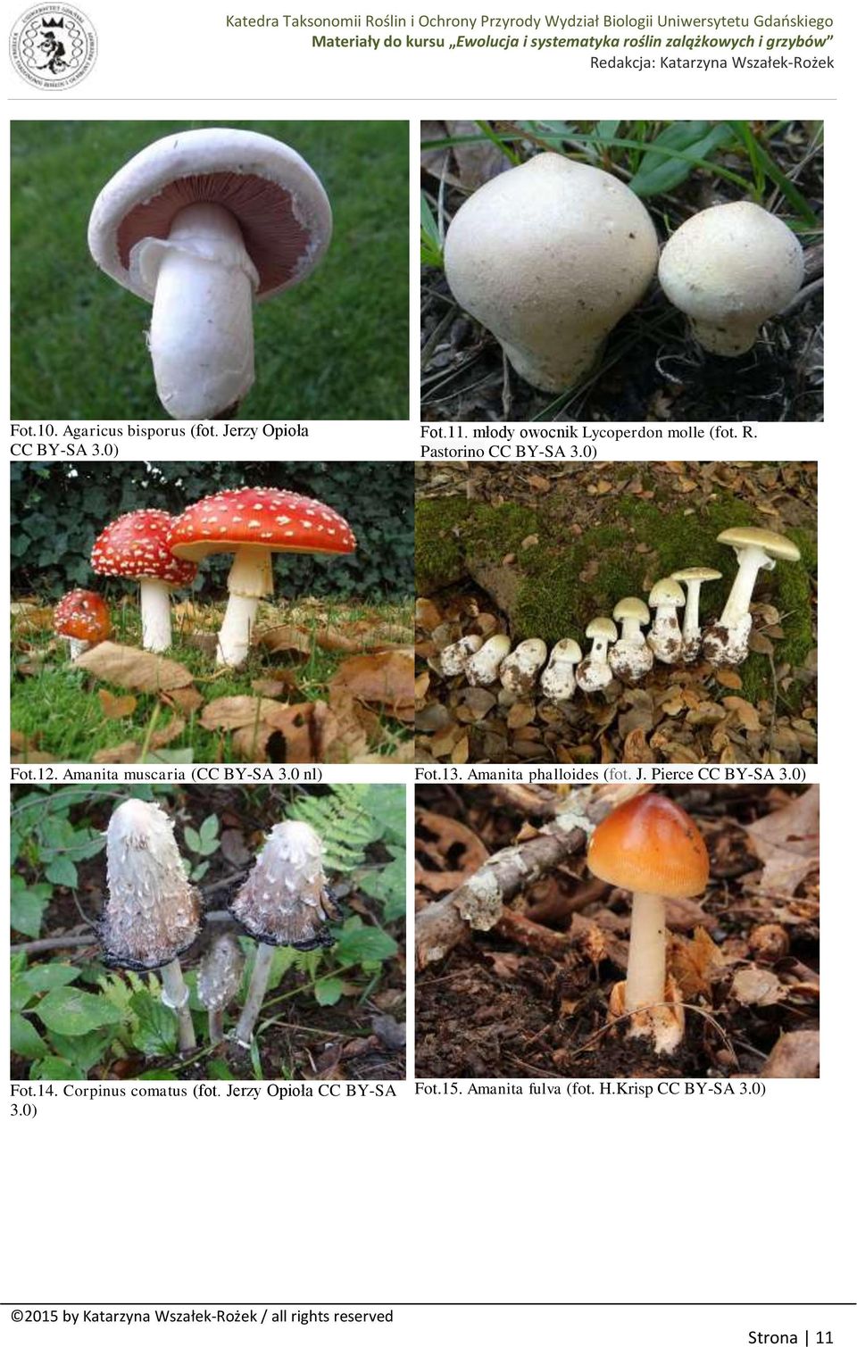 Amanita muscaria (CC BY-SA 3.0 nl) Fot.13. Amanita phalloides (fot. J.