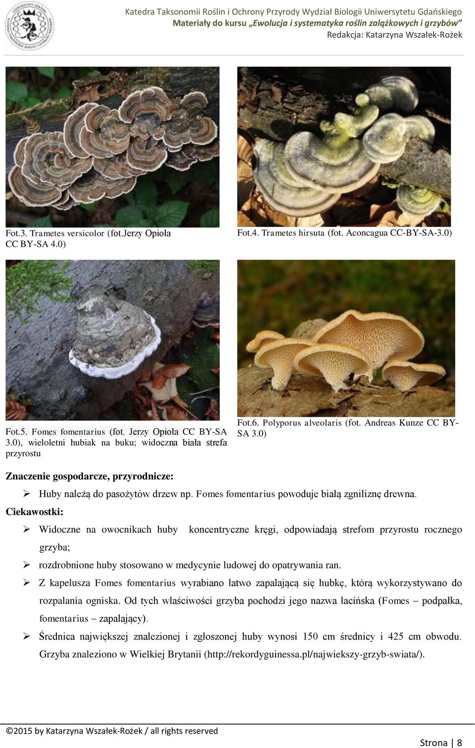 Fomes fomentarius powoduje białą zgniliznę drewna.