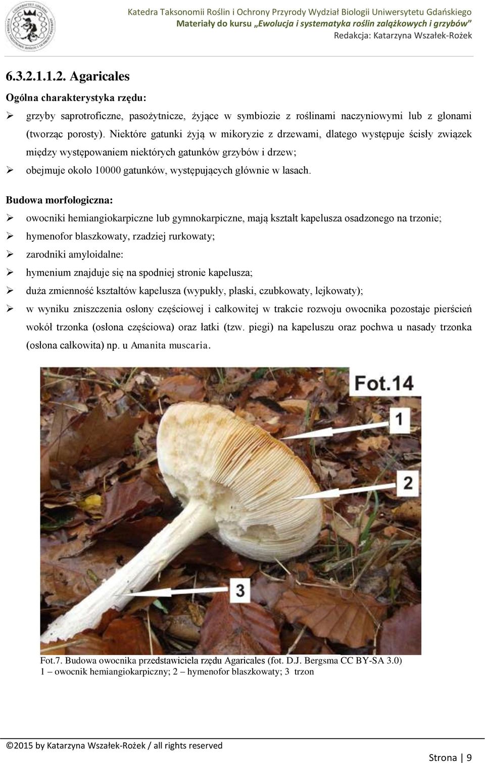 Budowa morfologiczna: owocniki hemiangiokarpiczne lub gymnokarpiczne, mają kształt kapelusza osadzonego na trzonie; hymenofor blaszkowaty, rzadziej rurkowaty; zarodniki amyloidalne: hymenium znajduje