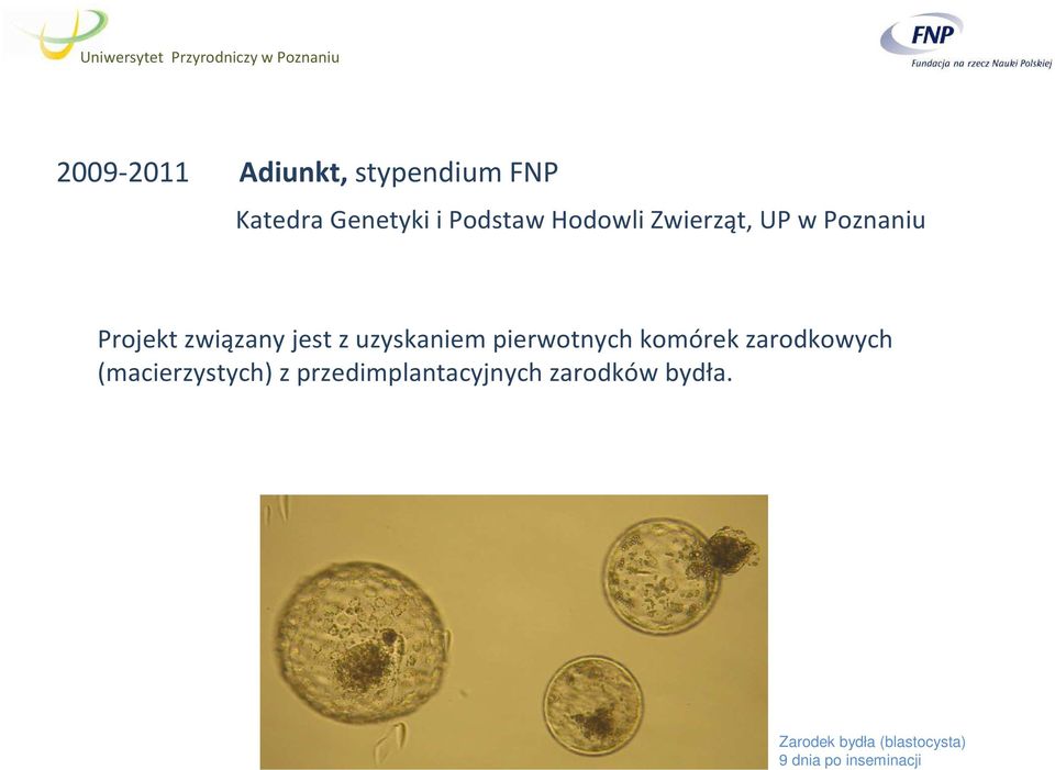 uzyskaniem pierwotnych komórek zarodkowych (macierzystych) z