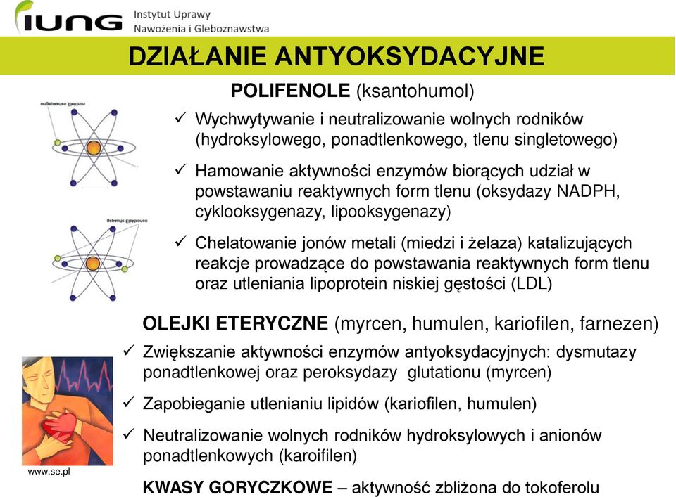 tlenu oraz utleniania lipoprotein niskiej gęstości (LDL) OLEJKI ETERYCZNE (myrcen, humulen, kariofilen, farnezen) Zwiększanie aktywności enzymów antyoksydacyjnych: dysmutazy ponadtlenkowej oraz