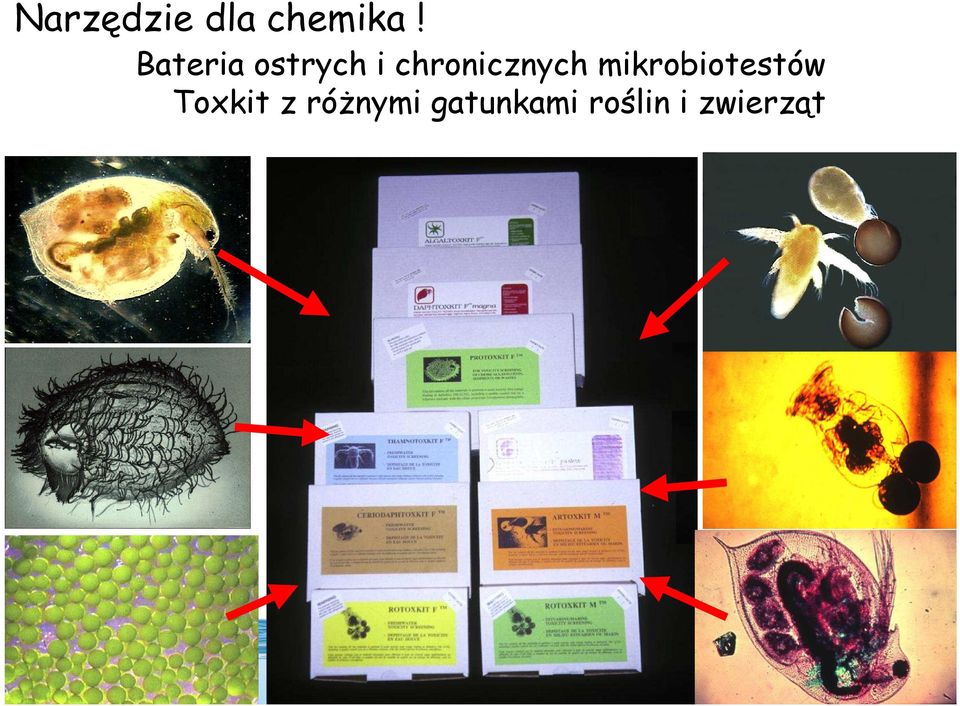 chronicznych mikrobiotestów