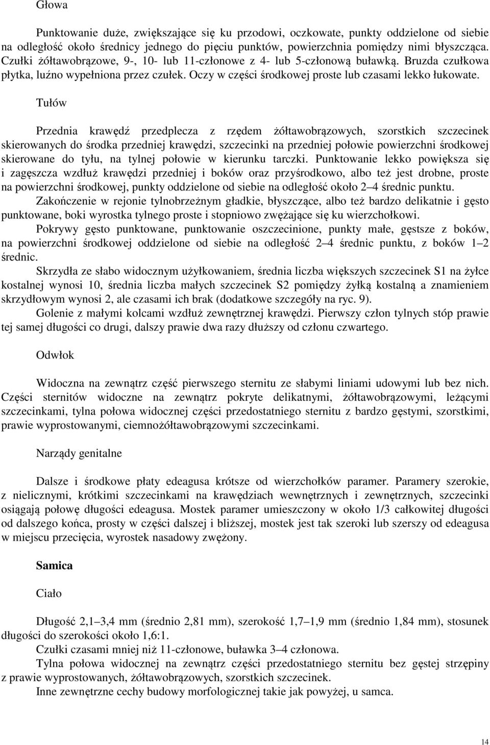 Tułów Przednia krawędź przedplecza z rzędem żółtawobrązowych, szorstkich szczecinek skierowanych do środka przedniej krawędzi, szczecinki na przedniej połowie powierzchni środkowej skierowane do