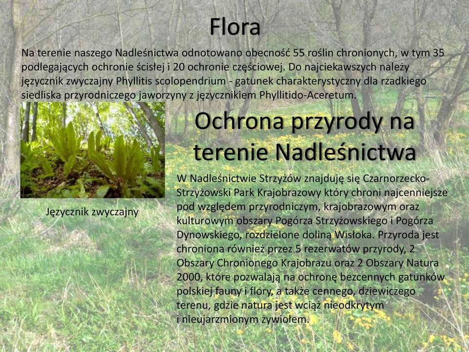 Języcznik zwyczajny Ochrona przyrody na terenie Nadleśnictwa W Nadleśnictwie Strzyżów znajduję się Czarnorzecko- Strzyżowski Park Krajobrazowy który chroni najcenniejsze pod względem przyrodniczym,