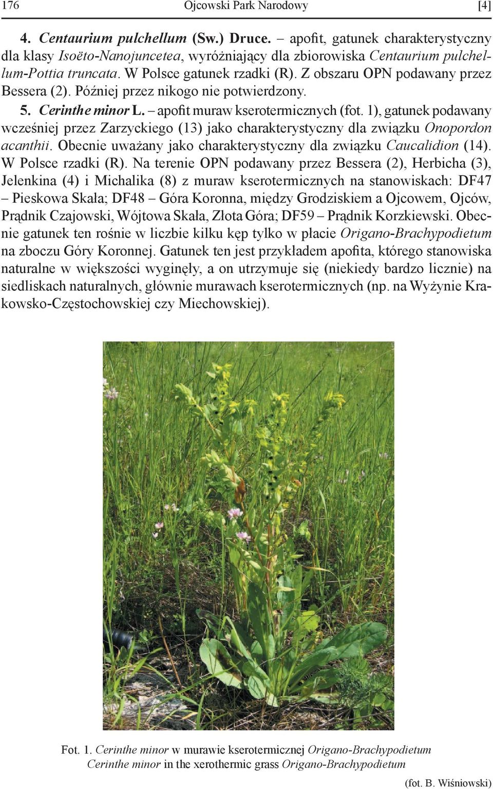 Z obszaru OPN podawany przez Bessera (2). Później przez nikogo nie potwierdzony. 5. Cerinthe minor L. apofit muraw kserotermicznych (fot.