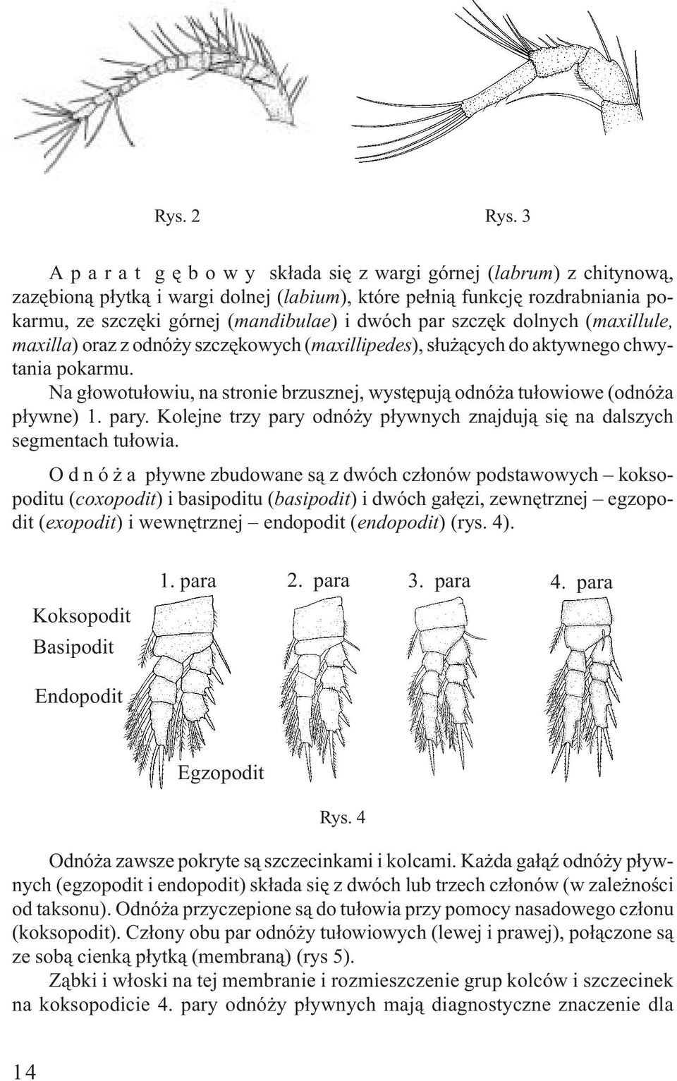par szczêk dolnych (maxillule, maxilla) oraz z odnó y szczêkowych (maxillipedes), s³u ¹cych do aktywnego chwytania pokarmu.