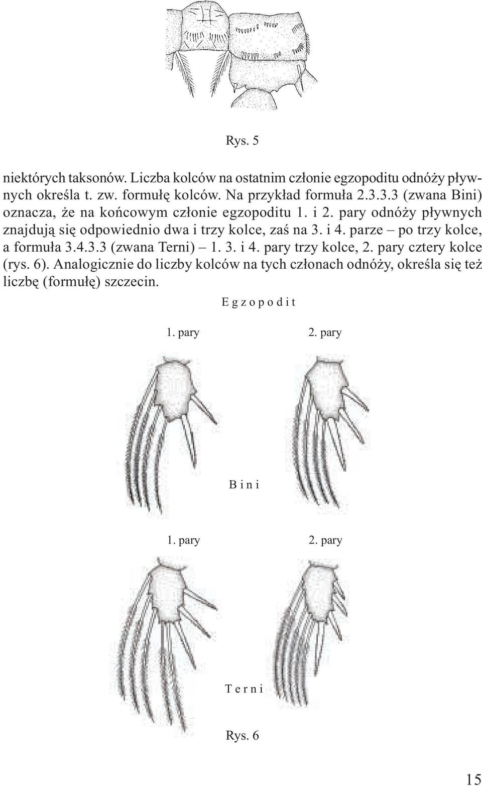 pary odnó y p³ywnych znajduj¹ siê odpowiednio dwa i trzy kolce, zaœ na 3. i 4. parze po trzy kolce, a formu³a 3.4.3.3 (zwana Terni) 1. 3. i 4. pary trzy kolce, 2.