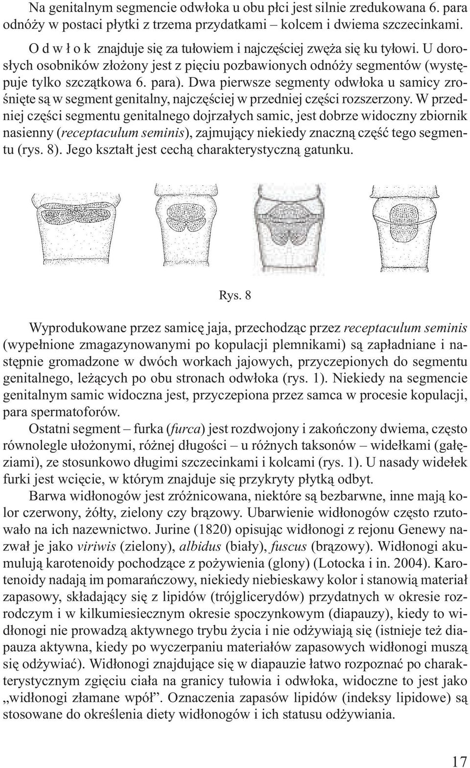 Dwa pierwsze segmenty odw³oka u samicy zroœniête s¹ w segment genitalny, najczêœciej w przedniej czêœci rozszerzony.