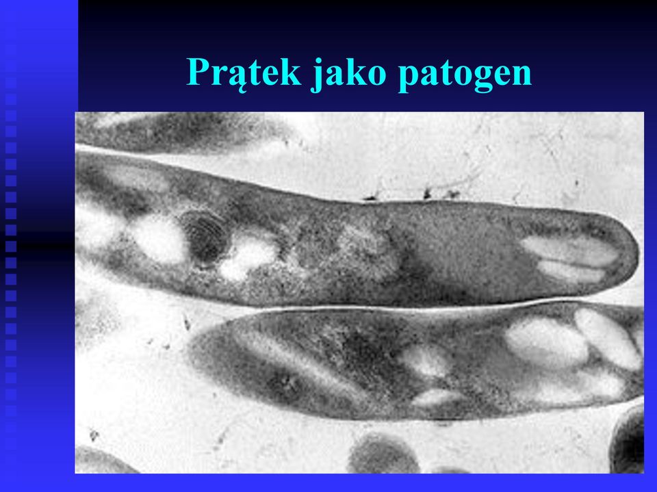 patogen
