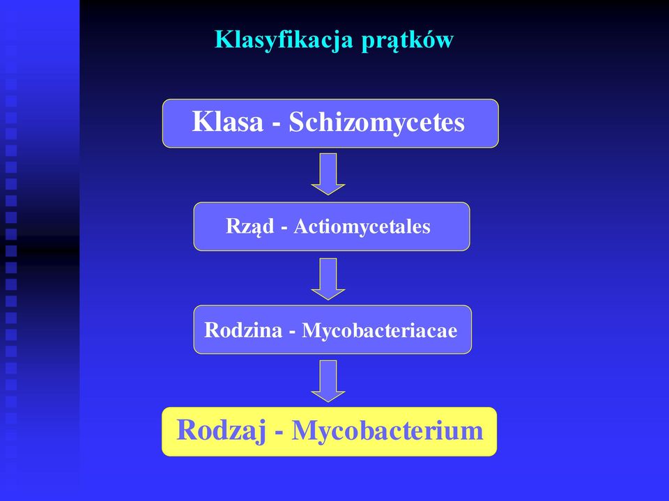 Actiomycetales Rodzina -