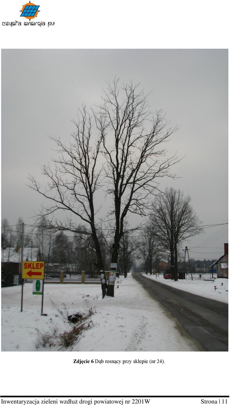 Inwentaryzacja zieleni