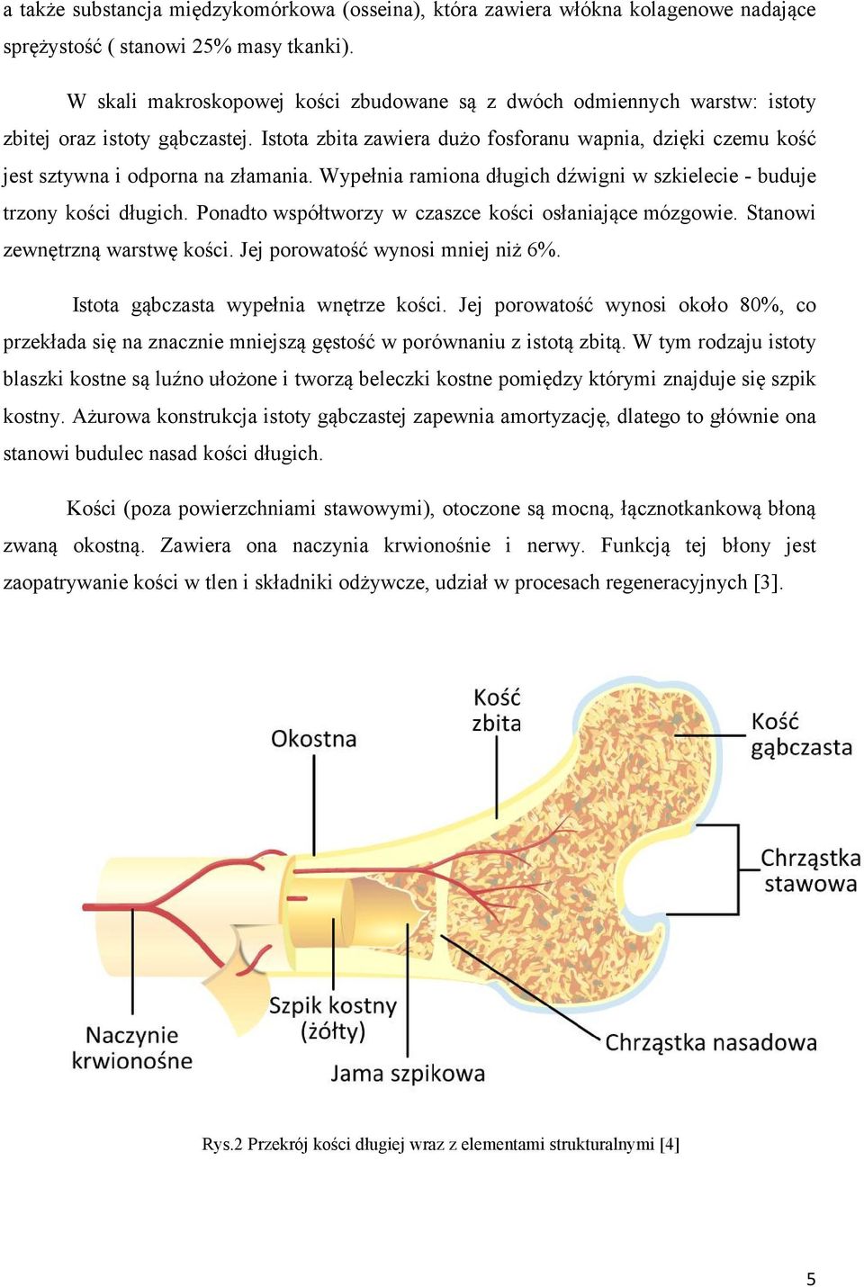 Istota zbita zawiera dużo fosforanu wapnia, dzięki czemu kość jest sztywna i odporna na złamania. Wypełnia ramiona długich dźwigni w szkielecie - buduje trzony kości długich.