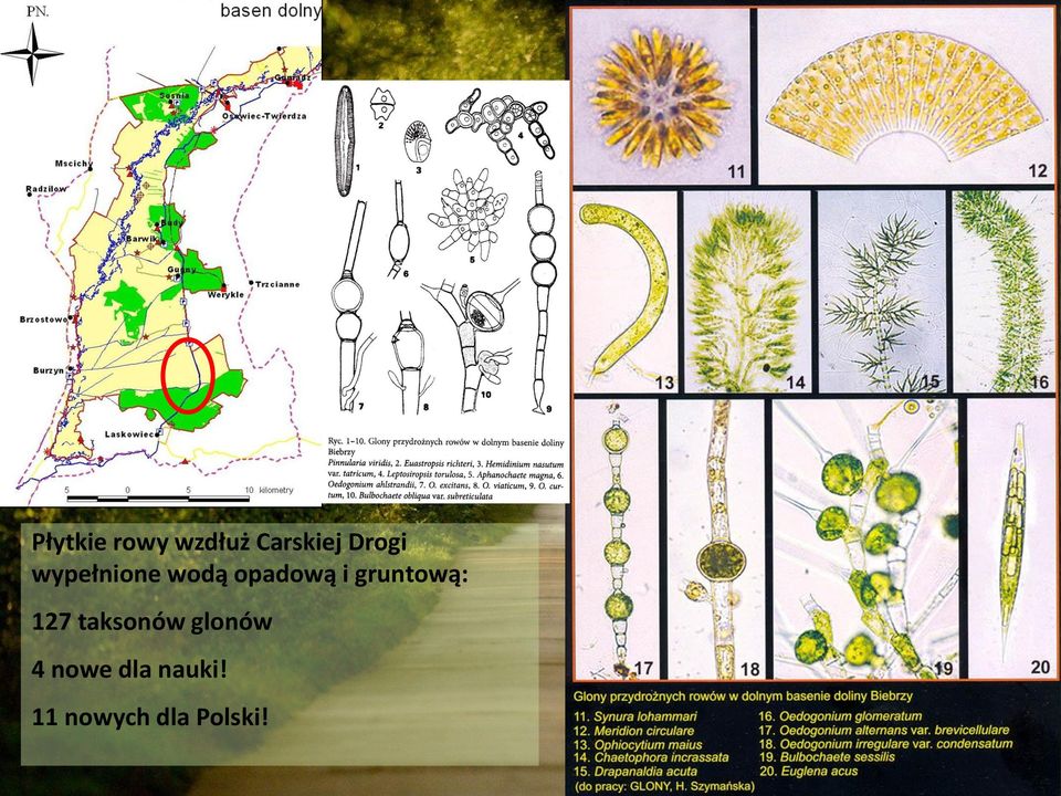 gruntową: 127 taksonów glonów 4