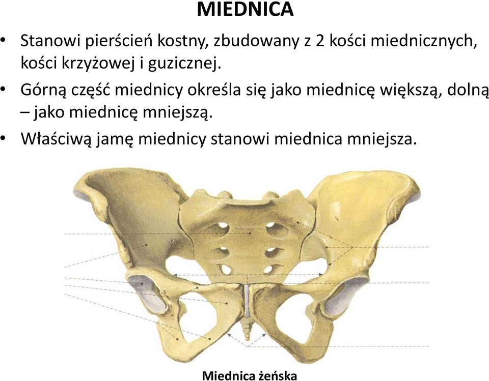 Górną częśd miednicy określa się jako miednicę większą, dolną