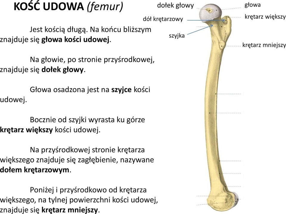 udowej. Głowa osadzona jest na szyjce kości Bocznie od szyjki wyrasta ku górze krętarz większy kości udowej.